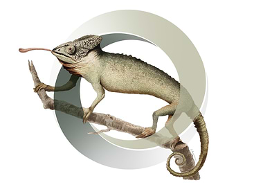 Chameleon on Branch