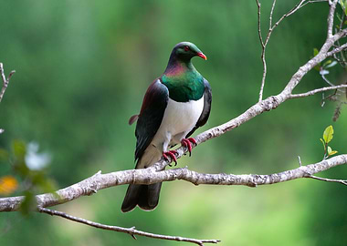 New Zealand Kererū Pigeon on Branch