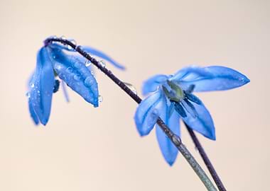 Blue Flowers with Dew Drops