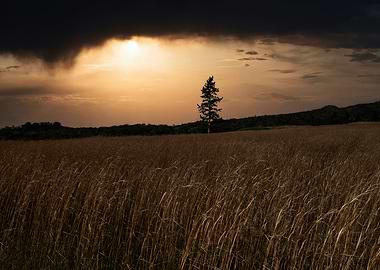 Lone Tree Sunset
