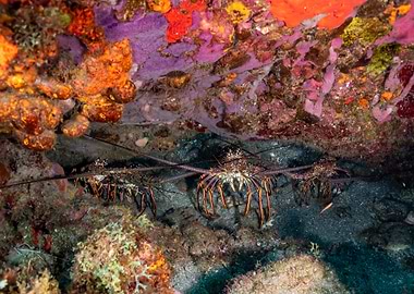 Spiny Lobsters in Coral Reef