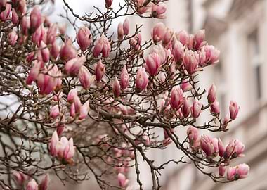 Pink Magnolia Blossoms