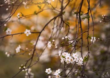 Cherry Blossom Branch