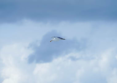 Seagull in Flight