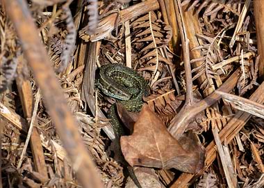 Lizard warming up for the day