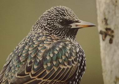 Starling Close-Up