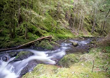 Forest Stream