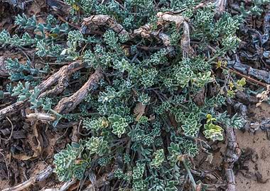 Desert Plant Close-Up