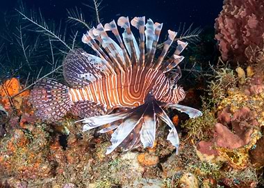 Lionfish in Coral Reef