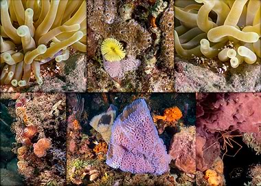 Underwater Coral Reef Collage