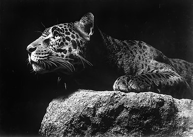 Leopard in Black and White