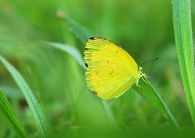 Common Grass Yellow Butterfly on Grass