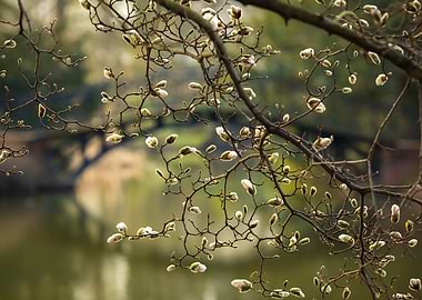 Magnolia Tree Buds