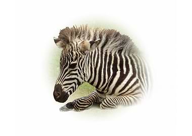 Zebra Portrait
