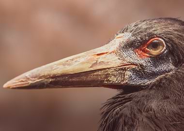 Close-up of a black stork's Head