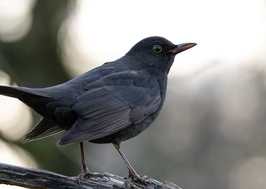 Blackbird on Branch