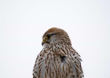 Kestrel Profile