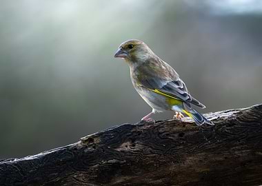 Greenfinch on Branch
