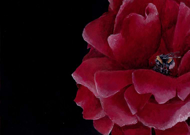 Self Bumblebee on Red Rose