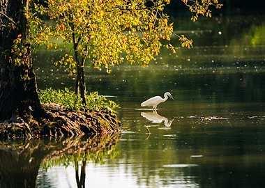 Egret in a Pond
