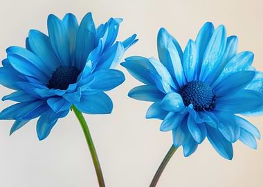 Blue Daisy Flowers
