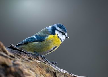 Blue Tit on Branch