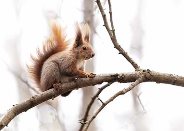 Red Squirrel on Branch