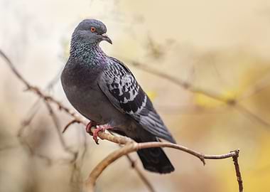 Pigeon on Branch