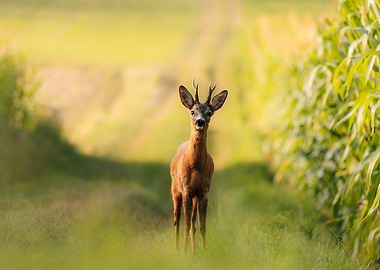 Deer in Meadow