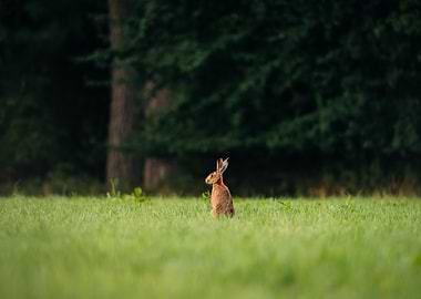 Rabbit in a Meadow