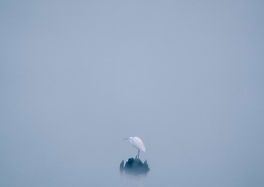 Egret in Fog