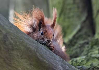 Red Squirrel on Branch