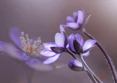 Delicate Purple Flowers