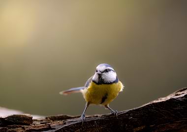Blue Tit on Branch