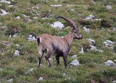 Alpine Ibex in Mountain Meadow