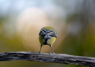 Blue Tit Bird on Branch