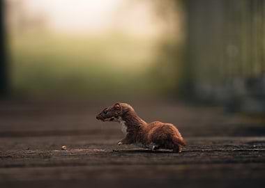 Least Weasel on Wooden Path
