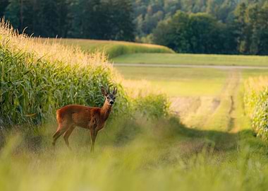 Deer in a Field