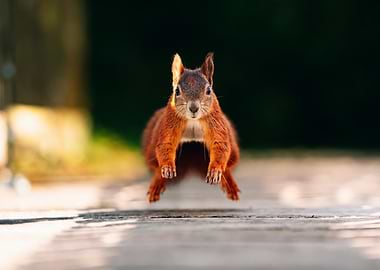 Red Squirrel Leaping