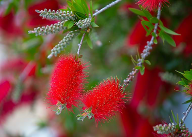 Red Bottlebrush Flowers, Greek Island