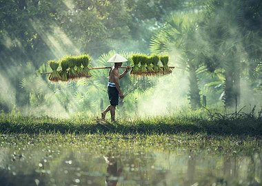 Rice Farmer Carrying Seedlings