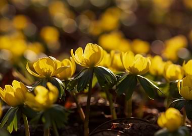 Yellow Winter Aconite Flowers