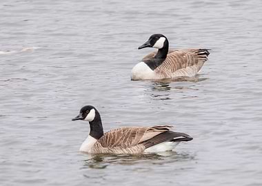 Two Geese Swimming