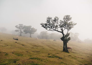 Misty Meadow with Trees, Fanal Forest