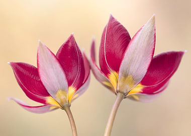 Red and White Tulips