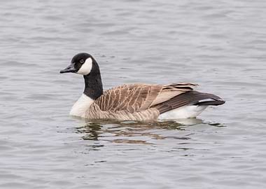 Canada Goose Swimming