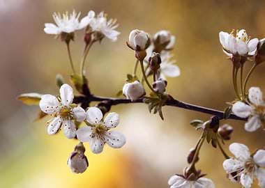 Cherry Blossom Branch