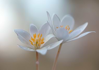 Delicate White Flowers