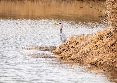 Great Blue Heron by the Lake