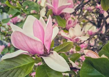 Pink Magnolia Blossom